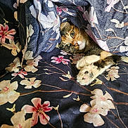 Patches is registered to the contest to win money with this photo: animal, bed, blanket, cat, close_up, comfort, cozy, cute, cute_animal, domestic, floral_pattern, fur, indoor, pattern, paws, pet, relaxing, resting, textile, whiskers