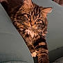 Ginger joined the competition — help win amazing prizes! cat, tabby, fluffy, pet, sofa, couch, indoor, furniture, relaxed, cute, whiskers, ears, fur, paws, home, animal, mammal, domestic, resting, comfort