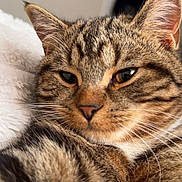 Ginger is registered to the contest to win money with this photo: cat, tabby, close_up, fur, whiskers, pet, animal, sleepy, relaxed, indoor, cozy, soft_texture, mammal, domestic_animal, cute, face, ears, nose, feline, portrait