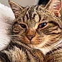cat, tabby, close_up, fur, whiskers, pet, animal, sleepy, relaxed, indoor, cozy, soft_texture, mammal, domestic_animal, cute, face, ears, nose, feline, portrait