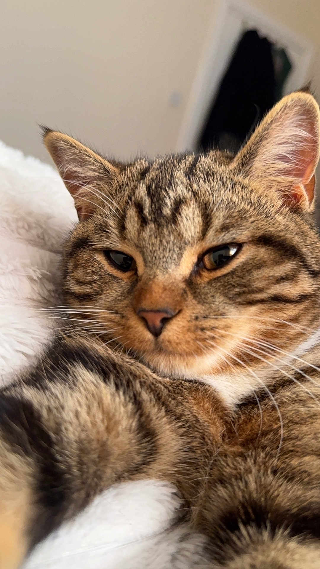 Ginger is registered to the contest to win money with this photo: cat, tabby, close_up, fur, whiskers, pet, animal, sleepy, relaxed, indoor, cozy, soft_texture, mammal, domestic_animal, cute, face, ears, nose, feline, portrait