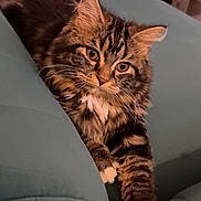 Fluffy is registered to the contest to win money with this photo: cat, tabby, fluffy, pet, sofa, couch, indoor, furniture, relaxed, cute, whiskers, ears, fur, paws, home, animal, mammal, domestic, resting, comfort