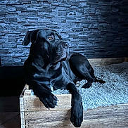 Todd participe au concours pour gagner de l'argent avec cette photo : animal, architecture, brick, building, bulldog, canine, dog, dogbed, frenchbulldog, hardwood, indoors, interiordesign, labradorretriever, pet, pitbull, pointer, pug, puppy, wall, wood