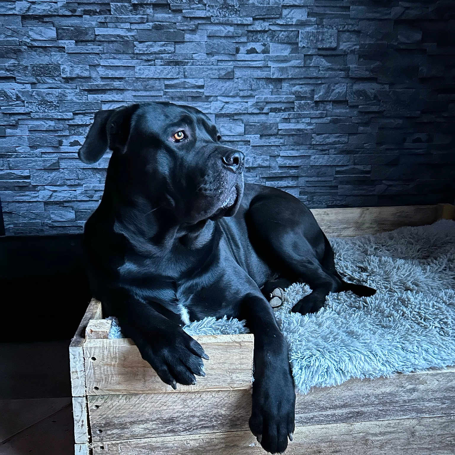 Todd participe au concours pour gagner de l'argent avec cette photo : animal, architecture, brick, building, bulldog, canine, dog, dogbed, frenchbulldog, hardwood, indoors, interiordesign, labradorretriever, pet, pitbull, pointer, pug, puppy, wall, wood