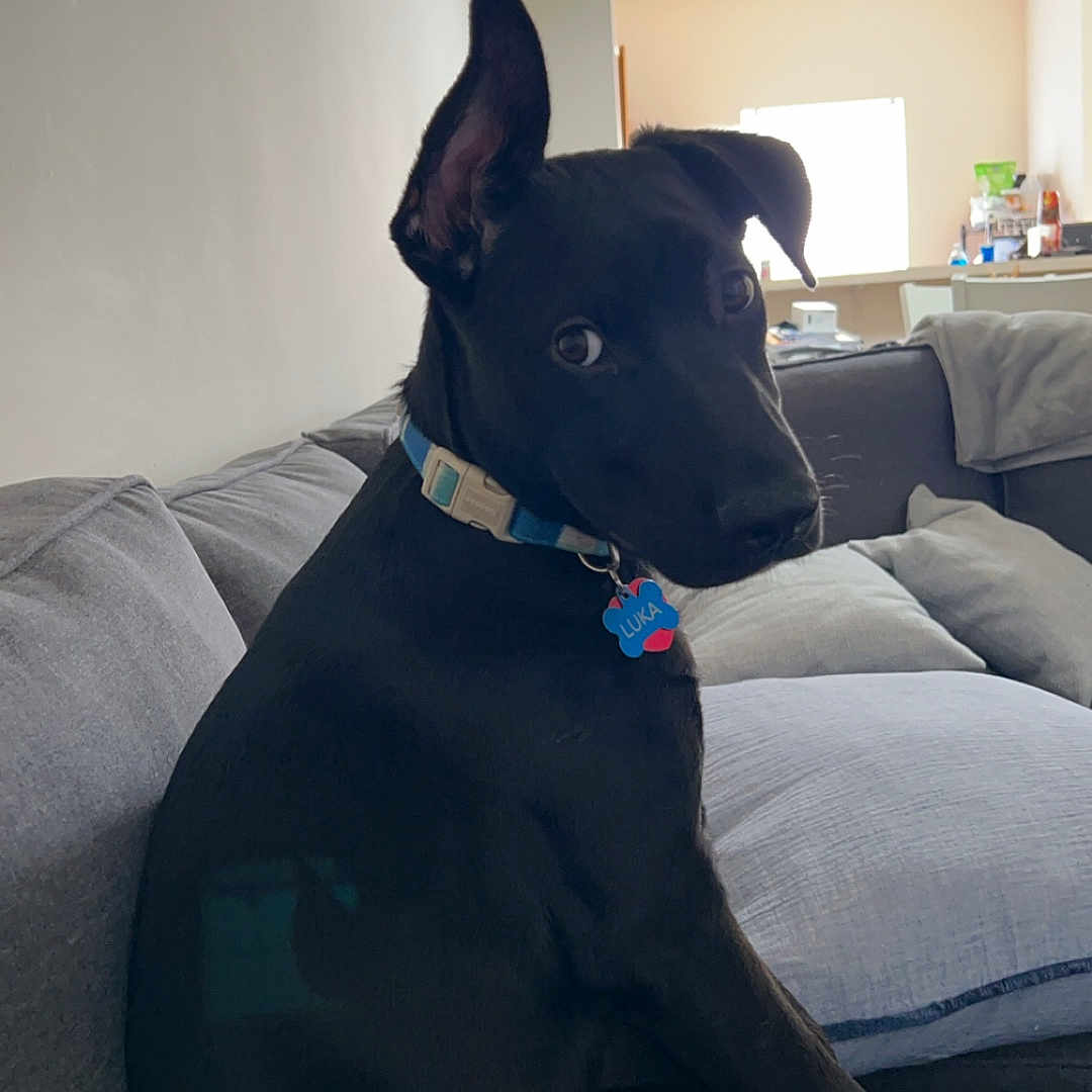 Luka is registered to the contest to win money with this photo: animal, architecture, bed, bedroom, building, bulldog, canine, couch, cushion, dog, furniture, greatdane, homedecor, indoors, interiordesign, labradorretriever, livingroom, pet, puppy, room