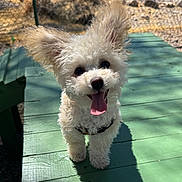 Daisy joined the competition — help win amazing prizes! dog, white_dog, fluffy_dog, small_dog, happy, tongue_out, outdoor, sunlight, green_wood, wooden_table, playful, pet, animal, ears, cute, smiling, daylight, shadow, fence, nature