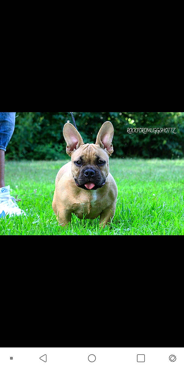 Hazelnut is registered to the contest to win money with this photo: bulldog, canidae, carnivore, companion_dog, dog, dog_breed, ear, fawn, french_bulldog, grass, mammal, non_sporting_group, puppy, snout, toy_bulldog, vertebrate