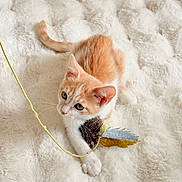 Iris participe au concours pour gagner de l'argent avec cette photo : cat, kitten, orange_cat, white_cat, pet, animal, feline, blue_eyes, whiskers, ears, tail, paws, feather_toy, string, playful, indoor, blanket, fluffy, top_view, cute