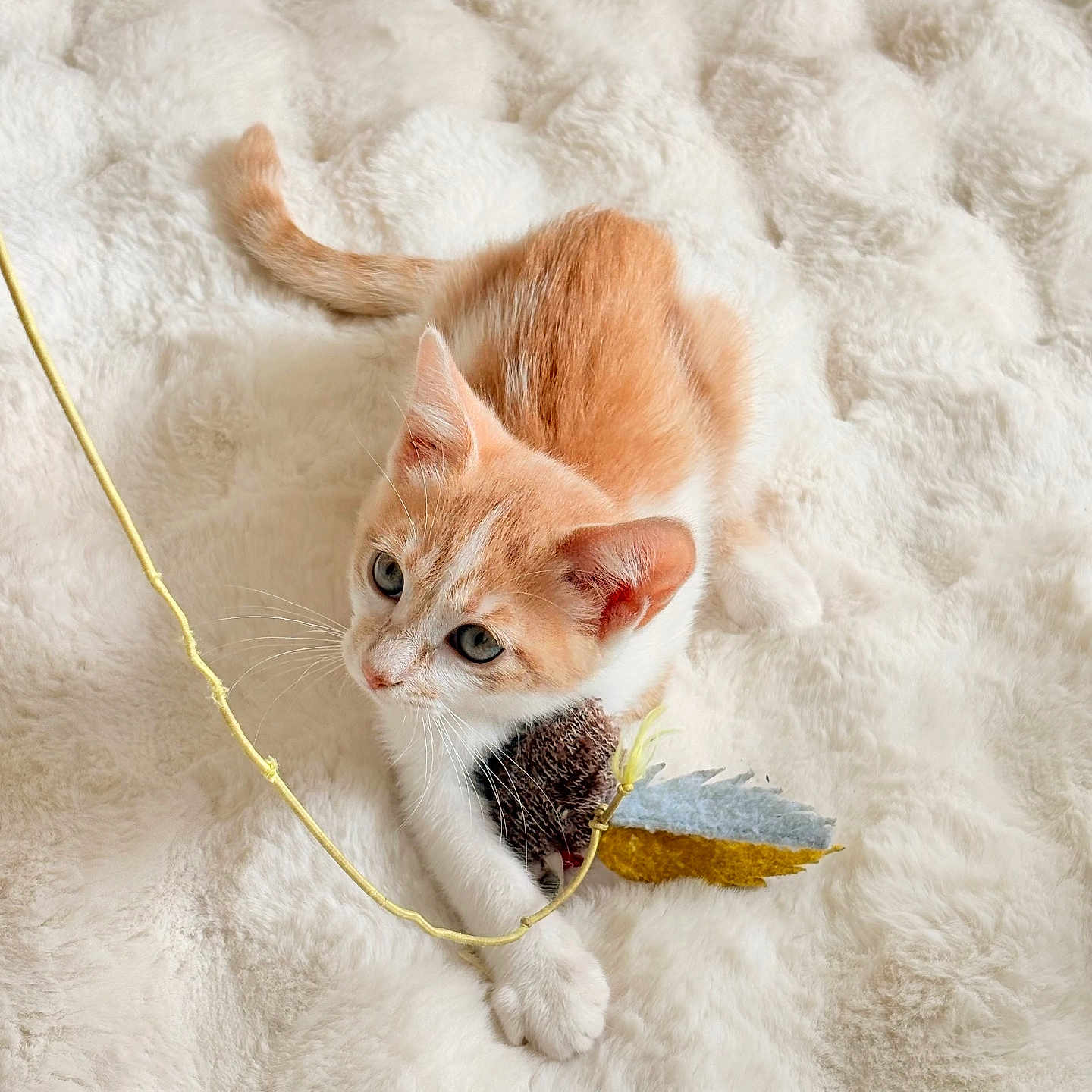Iris participe au concours pour gagner de l'argent avec cette photo : cat, kitten, orange_cat, white_cat, pet, animal, feline, blue_eyes, whiskers, ears, tail, paws, feather_toy, string, playful, indoor, blanket, fluffy, top_view, cute