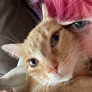 Cheez-It joined the competition — help win amazing prizes! animal, blanket, cat, close_up, comfort, couch, cozy, cute, domestic, eyeball, face, fur, indoor, orange_tabby, person, pet, pink_hair, relaxation, snuggling, whiskers