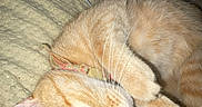 Cheez-It joined the competition — help win amazing prizes! animal, blanket, cat, closeup, cute, domestic_cat, ear, feline, fur, indoor, orange_cat, patterned_pillow, paw, pet, pillow, relaxed, resting, tabby_cat, whiskers, yellow_blanket