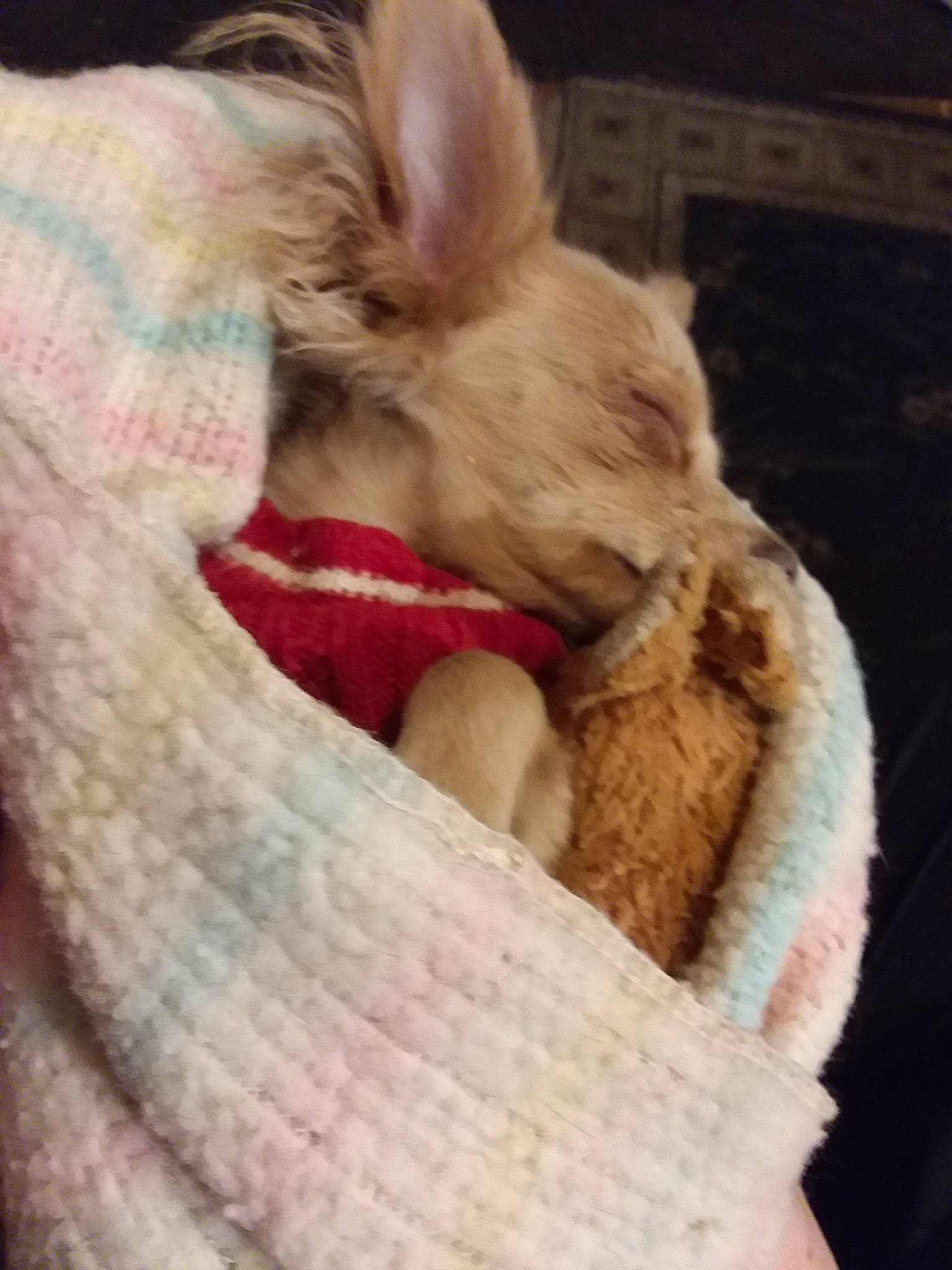Rabbit