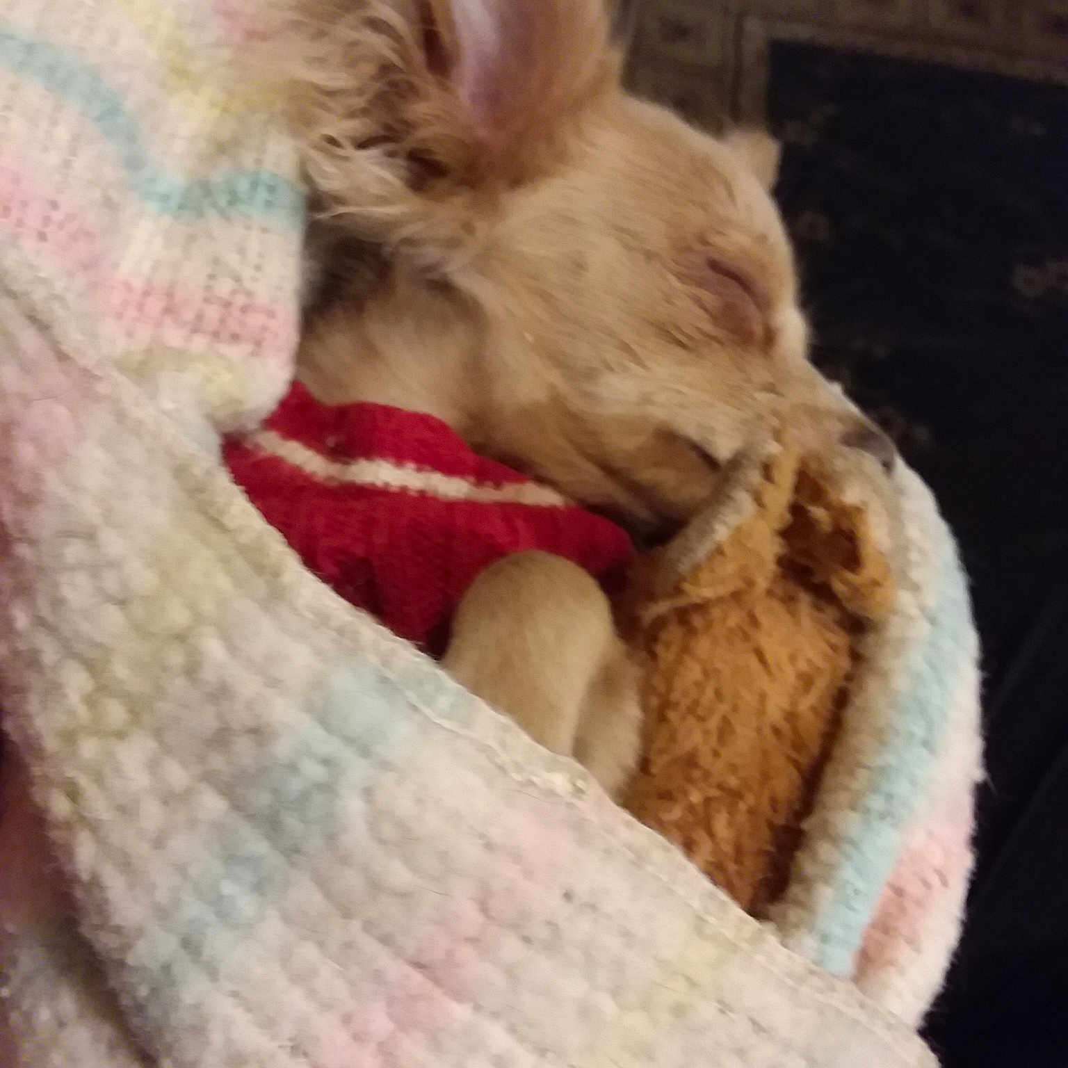 Rabbit