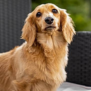 Tinder participe au concours pour gagner de l'argent avec cette photo : dog, long_hair, golden, pet, outdoor, wicker_chair, cushion, fur, animal, portrait, canine, sitting, close_up, cute, domestic_animal, furniture, nature, relaxed, fluffy, eyes