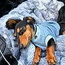 dog, puppy, sleeping, black_and_tan, dachshund, small_dog, sweater, clothing, blue, blanket, fluffy, car, vehicle, pet, collar, tag, paws, closed_eyes, cozy, portrait