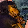 Stewie is registered to the contest to win money with this photo: dog, dachshund, sleeping, curled_up, black_and_tan, longhaired, pet, puppy, paws, tongue, closed_eyes, snuggling, blanket, cozy, indoors, nap, resting, fur, cute, portrait