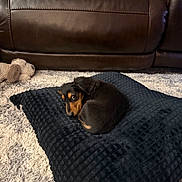 Stewie is registered to the contest to win money with this photo: puppy, dog, black_and_tan, small_dog, sleeping, curled_up, brown_eyes, floppy_ears, pet, blanket, couch, sofa, carpet, living_room, stuffed_toy, cozy, indoors, portrait, cute, relaxed