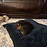 puppy, dog, black_and_tan, small_dog, sleeping, curled_up, brown_eyes, floppy_ears, pet, blanket, couch, sofa, carpet, living_room, stuffed_toy, cozy, indoors, portrait, cute, relaxed
