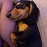 Stewie is registered to the contest to win money with this photo: dog, dachshund, sleeping, nap, curled_up, black_and_tan, long_hair, pet, animal, indoors, blanket, couch, human_leg, cozy, relaxed, resting, floppy_ears, close_up, portrait, cute