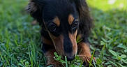 Stewie is registered to the contest to win money with this photo: puppy, dog, black_and_tan, grass, outdoors, garden, clover, portrait, close_up, animal, pet, floppy_ears, brown_markings, black_fur, greenery, nature, shallow_depth_of_field, soft_lighting, crouching, cute