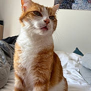 Omaley a rejoint le concours — aidez-le/la à gagner de superbes lots ! cat, orange_cat, white_fur, pet, indoor, bed, blanket, feline, animal, cute, whiskers, ears, portrait, sitting, domestic_cat, soft_light, household, cozy, fur, tongue