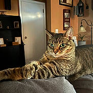 Garth joined the competition — help win amazing prizes! cat, tabby, feline, indoor, couch, furniture, home_decor, lamp, shelf, framed_photos, door, plant, relaxed, paw, fur, whiskers, eyes, portrait, resting, cozy