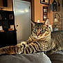 cat, tabby, feline, indoor, couch, furniture, home_decor, lamp, shelf, framed_photos, door, plant, relaxed, paw, fur, whiskers, eyes, portrait, resting, cozy