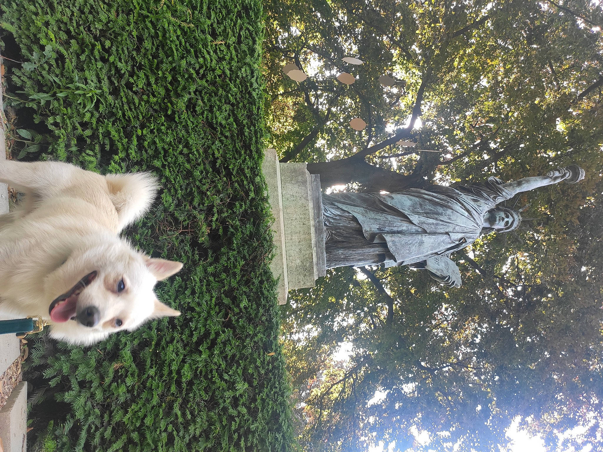 Solo a rejoint le concours — aidez-le/la à gagner de superbes lots ! art, carnivore, companion_dog, dog, dog_breed, fur, grass, plant, sculpture, shrub, sky, statue, tail, tree, trunk, twig, whiskers, wing, wood, working_animal