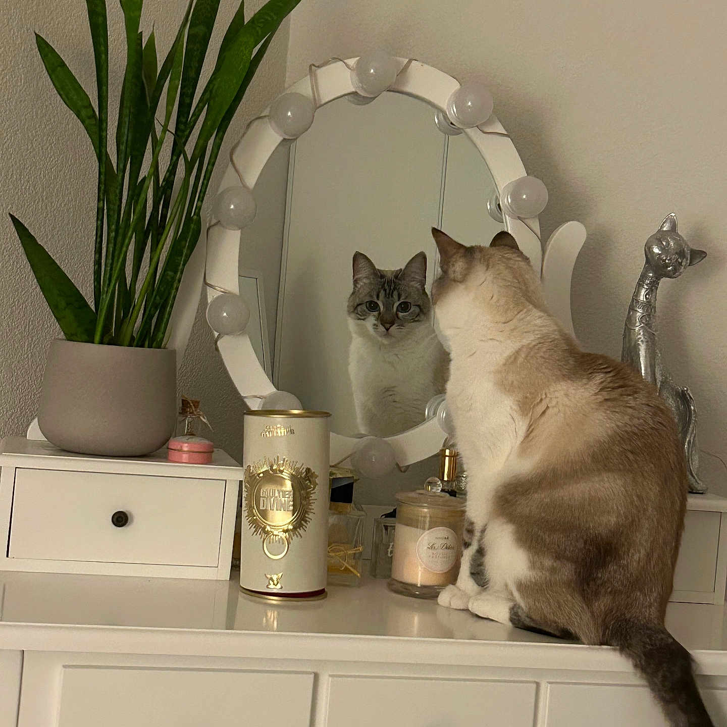 Nala participe au concours pour gagner de l'argent avec cette photo : animal, brown, calm, candle, cat, cozy, curious, decor, dresser, feline, furniture, household, indoor, mirror, pet, plant, reflection, room, sitting, white