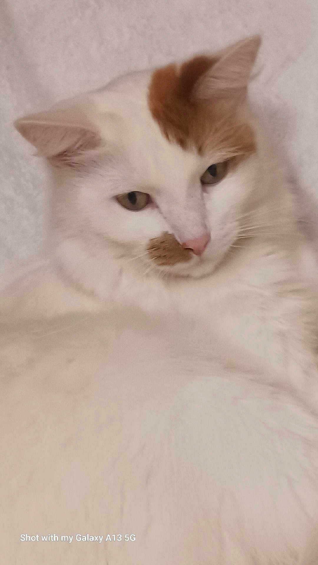Mr. P