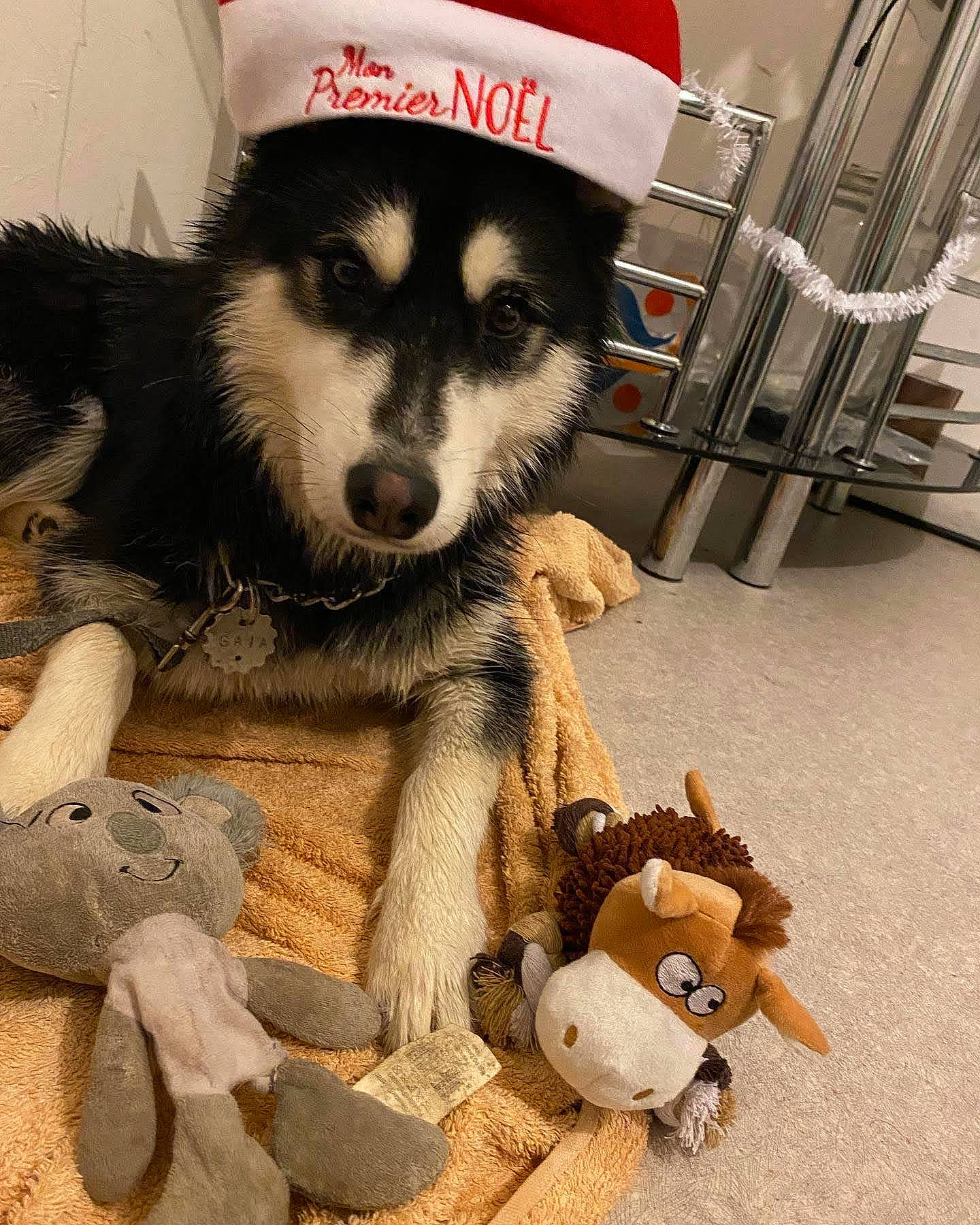 Gaya participe au concours pour gagner de l'argent avec cette photo : art, canidae, canis, carnivore, companion_dog, dog, dog_breed, dog_supply, flooring, fur, happy, herding_dog, paw, sitting, snout, sporting_group, tail, toy, wood, working_dog