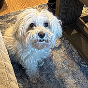 Brody is registered to the contest to win money with this photo: dog, white_dog, curly_fur, indoor, carpet, rug, wooden_floor, table_leg, pet, animal, cute, small_dog, looking_up, furniture, cozy, companion, domestic_animal, floor, fur, canine