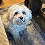 dog, white_dog, curly_fur, indoor, carpet, rug, wooden_floor, table_leg, pet, animal, cute, small_dog, looking_up, furniture, cozy, companion, domestic_animal, floor, fur, canine