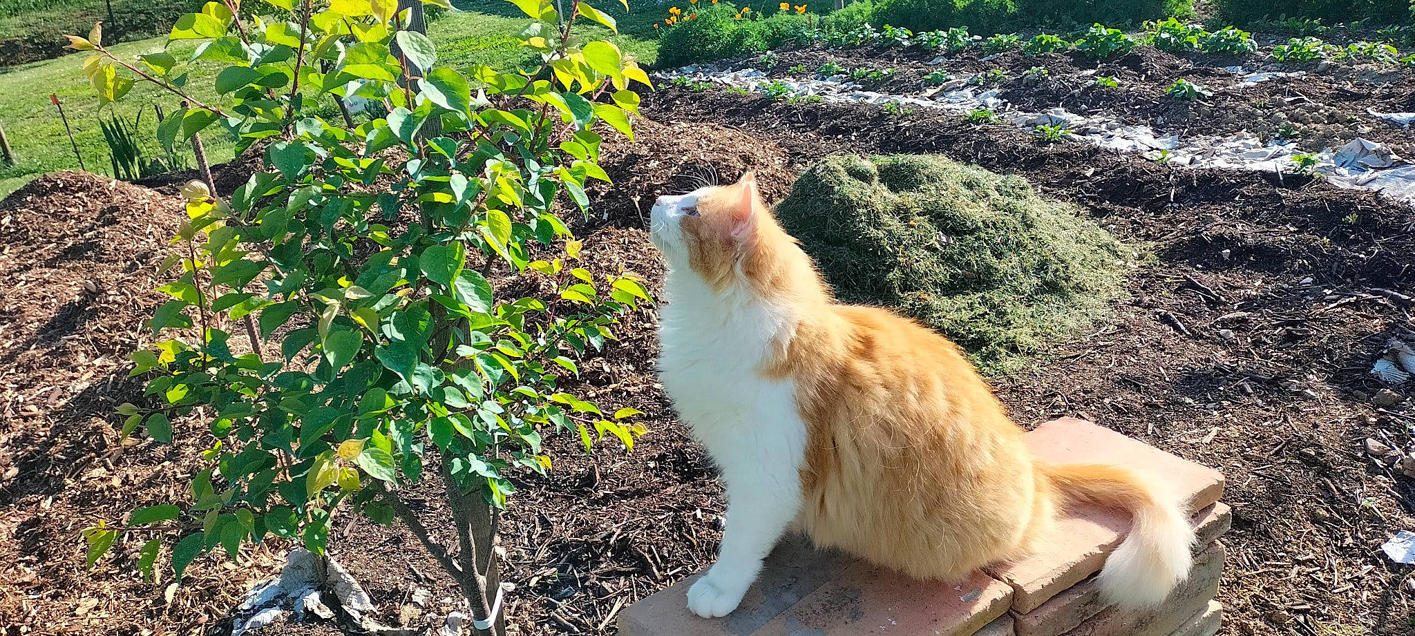 Rubis participe au concours pour gagner de l'argent avec cette photo : carnivore, cat, companion_dog, dog_breed, domestic_short_haired_cat, eye, fawn, felidae, fur, grass, plant, shrub, small_to_medium_sized_cats, snout, sporting_group, tail, terrestrial_animal, tree, whiskers, yellow