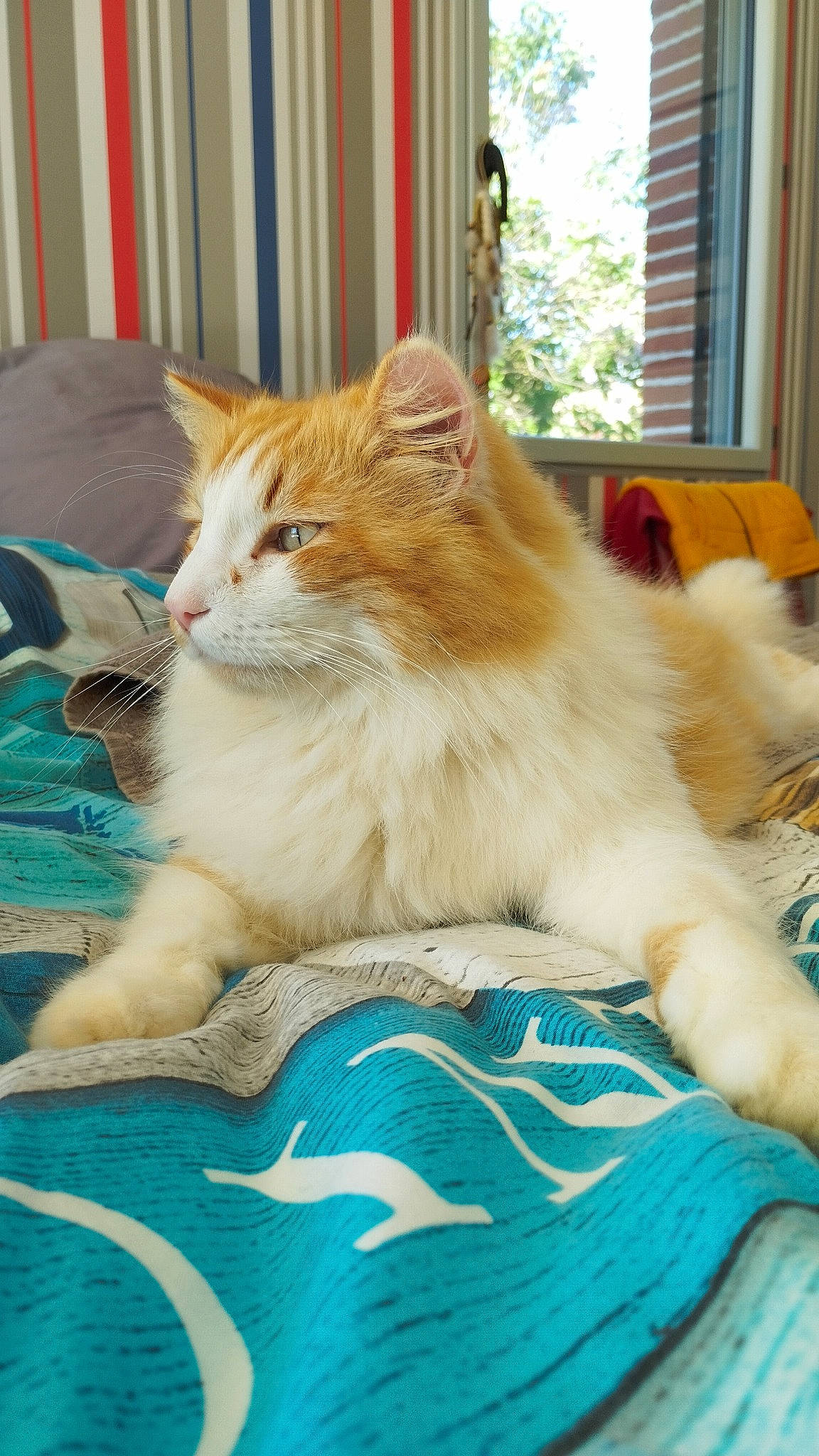 Rubis participe au concours pour gagner de l'argent avec cette photo : box, carnivore, cat, claw, comfort, domestic_short_haired_cat, fawn, felidae, flooring, fur, grass, paw, sitting, small_to_medium_sized_cats, tail, whiskers, window, wood