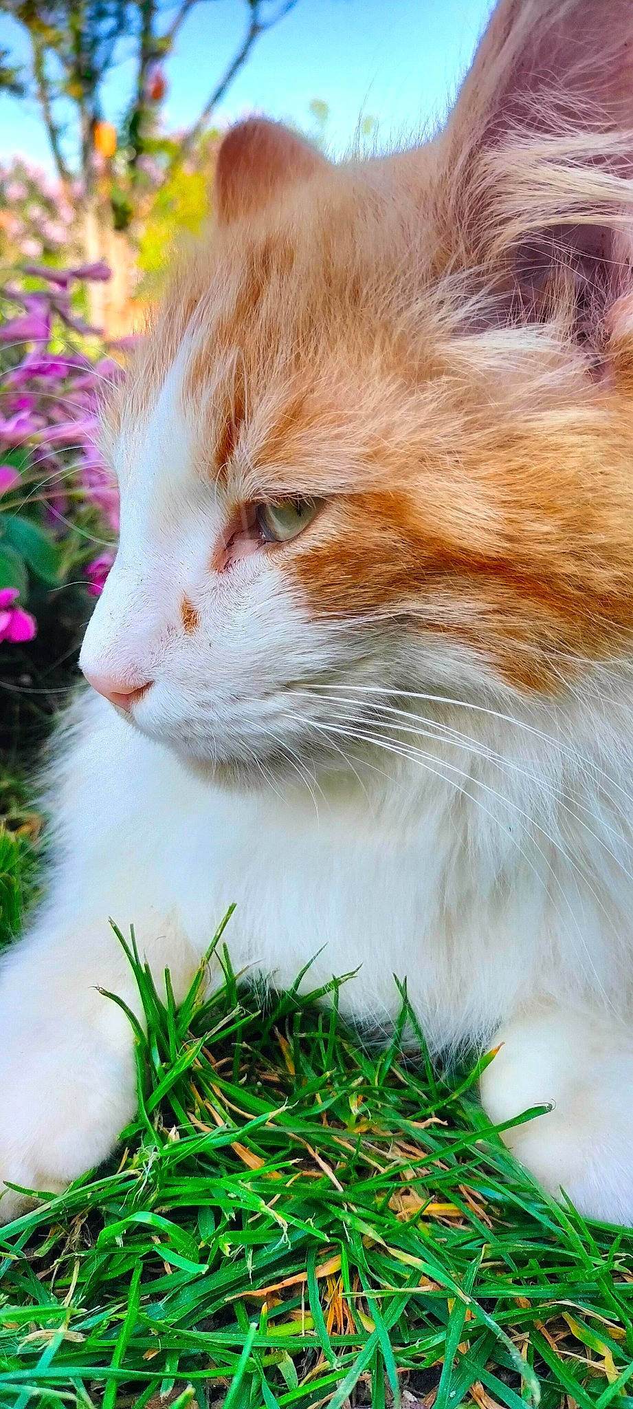 Rubis participe au concours pour gagner de l'argent avec cette photo : carnivore, cat, domestic_short_haired_cat, eye, fawn, felidae, fur, grass, herb, natural_landscape, plant, sitting, small_to_medium_sized_cats, snout, tail, tree, whiskers, wood