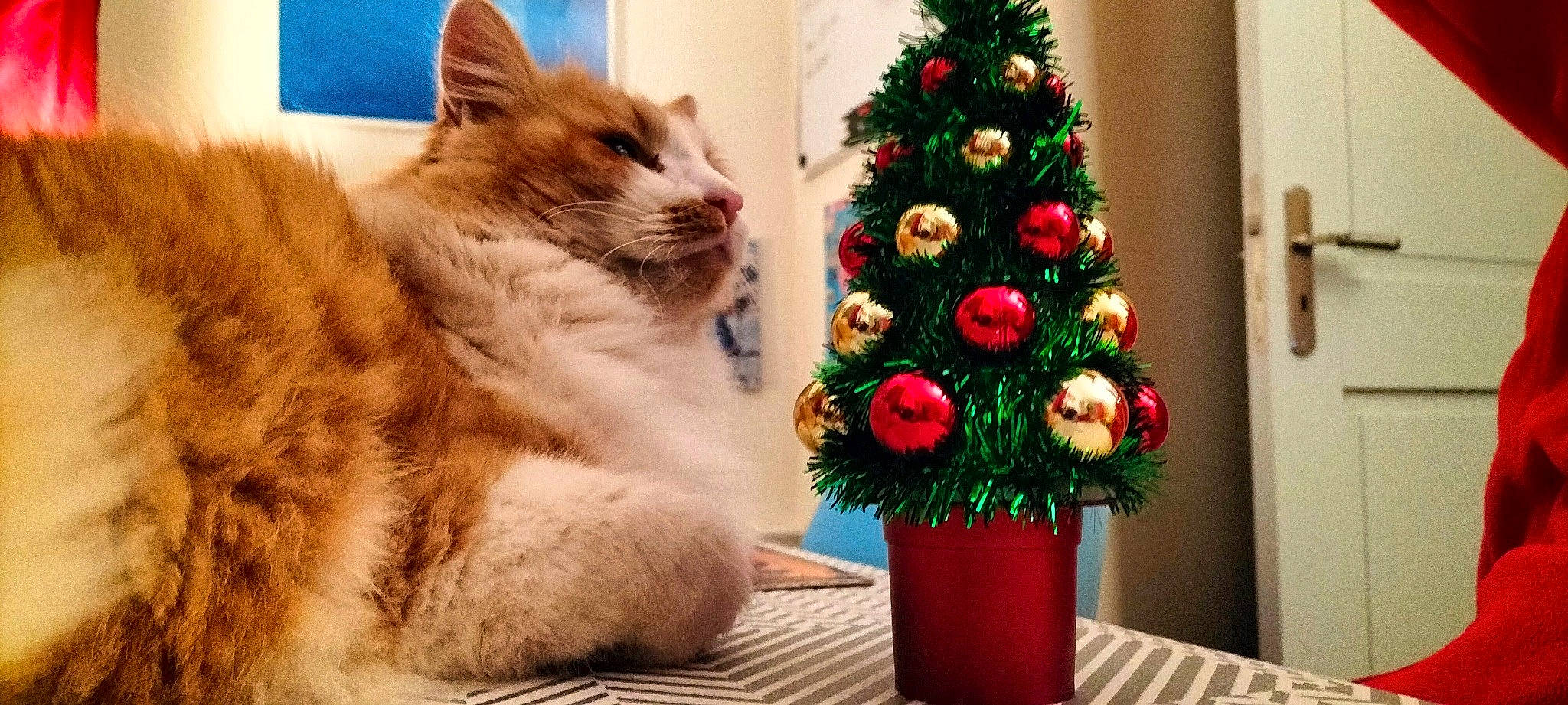 Rubis participe au concours pour gagner de l'argent avec cette photo : carnivore, cat, christmas_decoration, christmas_ornament, christmas_tree, event, evergreen, fawn, felidae, flowerpot, holiday_ornament, ornament, plant, small_to_medium_sized_cats, snout, tail, tree, whiskers, window, wood