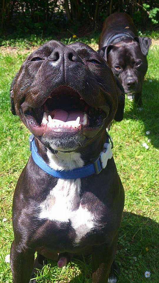 Simba joined the competition — help win amazing prizes! canidae, carnivore, collar, companion_dog, dog, dog_breed, dog_collar, dog_supply, fawn, grass, gun_dog, liver, non_sporting_group, pet_supply, snout, sporting_group, terrestrial_animal, whiskers, working_animal, working_dog