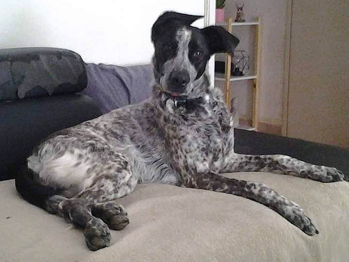 Kylia a rejoint le concours — aidez-le/la à gagner de superbes lots ! braque_du_bourbonnais, canidae, carnivore, comfort, companion_dog, couch, dog, dog_breed, gun_dog, non_sporting_group, sleeper_chair, snout, sofa_bed, sporting_group, terrestrial_animal, working_animal