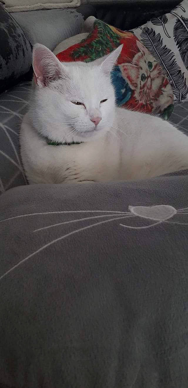 Chamalo participe au concours pour gagner de l'argent avec cette photo : asphalt, carnivore, cat, domestic_short_haired_cat, felidae, fur, grey, paw, road_surface, small_to_medium_sized_cats, snout, tail, whiskers