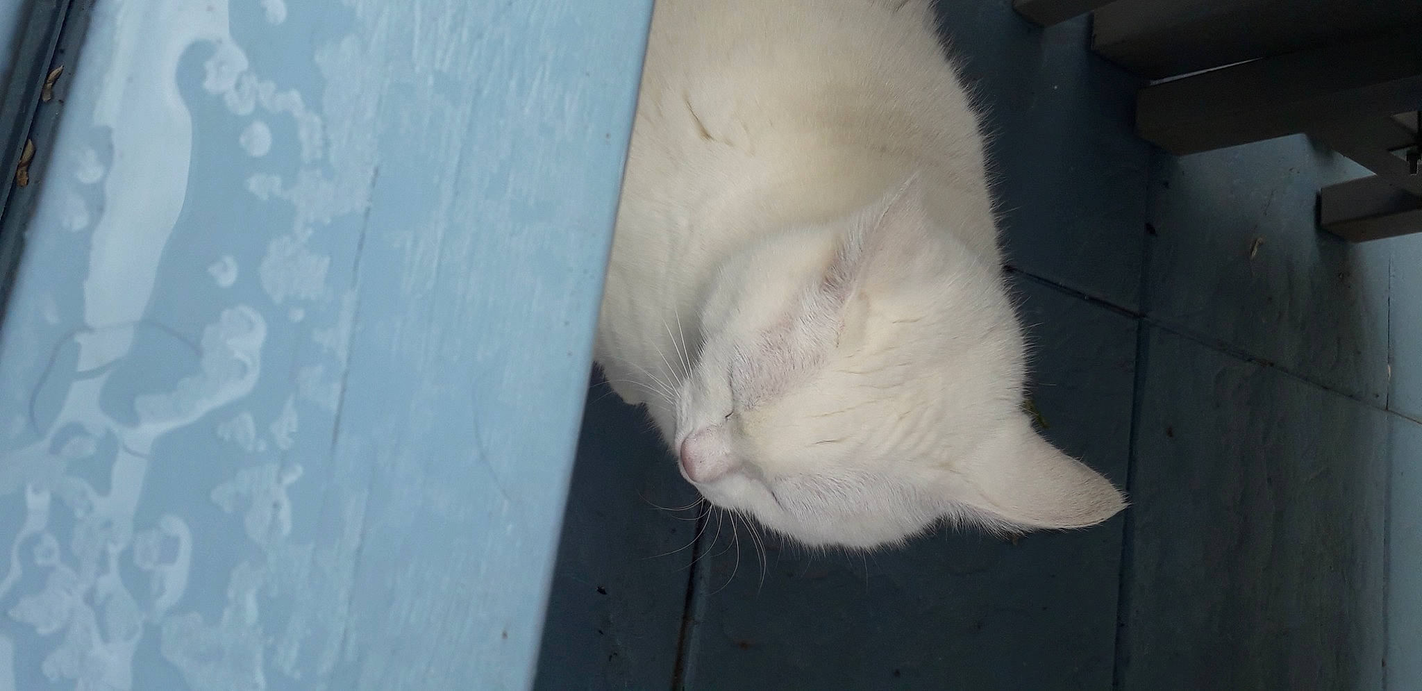 Chamalo participe au concours pour gagner de l'argent avec cette photo : canidae, carnivore, cat, claw, domestic_short_haired_cat, eye, fawn, felidae, flooring, foot, fur, head, human_leg, paw, small_to_medium_sized_cats, snout, sporting_group, tail, whiskers, wood