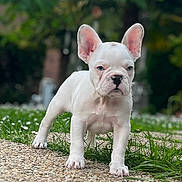 Arya participe au concours pour gagner de l'argent avec cette photo : puppy, dog, bulldog, white_dog, outdoor, grass, stone_surface, nature, young_dog, pet, animal, ears, standing, closeup, daylight, cute, small_dog, fur, canine, background_blur
