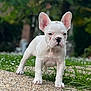 puppy, dog, bulldog, white_dog, outdoor, grass, stone_surface, nature, young_dog, pet, animal, ears, standing, closeup, daylight, cute, small_dog, fur, canine, background_blur
