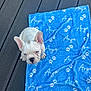 Arya participe au concours pour gagner de l'argent avec cette photo : french_bulldog, puppy, dog, blue_blanket, paw_prints, name_text, wooden_floor, pet, cute, white_dog, animal, looking_up, indoor, small_dog, fur, ears, nose, eyes, blanket, floor
