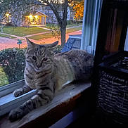 Esme joined the competition — help win amazing prizes! cat, tabby, windowsill, window, evening, streetlight, outdoor, house, tree, bush, pet, animal, feline, resting, indoor, curious, domestic, quiet, cozy, night