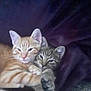 Esme is registered to the contest to win money with this photo: kitten, cat, pets, snuggling, cuddle, feline, striped, orange_cat, tabby, fur, ears, whiskers, closeup, domestic_cat, sleepy, resting, animal, cute, soft, blanket