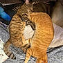 Esme joined the competition — help win amazing prizes! cat, tabby_cat, orange_cat, sleeping, cuddling, bed, blanket, cozy, fur, pets, animal, domestic_animal, resting, cute, feline, indoor, companionship, relaxation, warm, snuggling