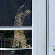 Esme is registered to the contest to win money with this photo: cat, tabby, glass_door, screen, stretching, paws, reflection, person, shorts, door_frame, window, indoor, pet, animal, curious, playful, standing, hind_legs, feline, domestic