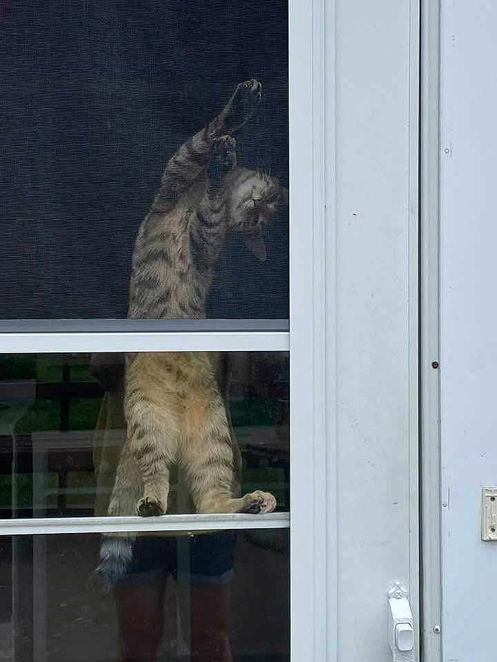 Esme is registered to the contest to win money with this photo: cat, tabby, glass_door, screen, stretching, paws, reflection, person, shorts, door_frame, window, indoor, pet, animal, curious, playful, standing, hind_legs, feline, domestic