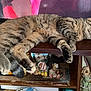 cat, tabby, sleeping, feline, wooden_shelf, figurines, decor, indoor, resting, cozy, pet, animal, whiskers, paws, closed_eyes, fur, home, television, relaxation, cute